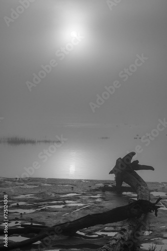 Monochrome image of a foggy marshy shore scene, with the sun coming through the fog reflected in the water