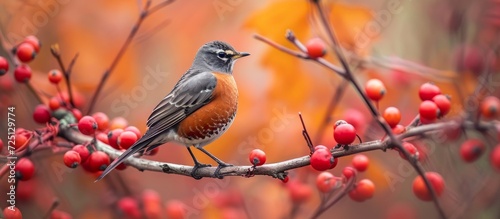 Redwing bird sitting on branch with red berries.