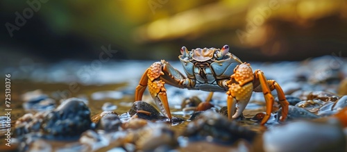 Close-up of a crab toy on the riverbank. © 2rogan