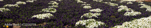 Purple and white ranunculus flowers in southern California United States photo