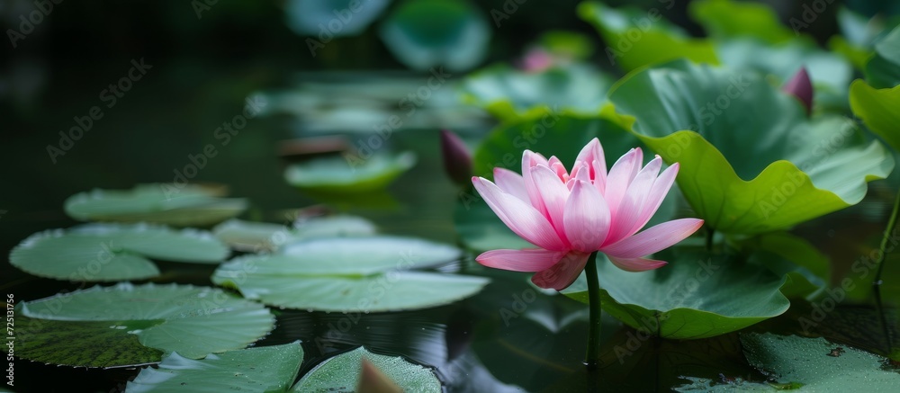 Lotus flower in a Kerala garden, blooming above water with green leaves. Lotus flower in a Kerala garden, blooming above water with green leaves.