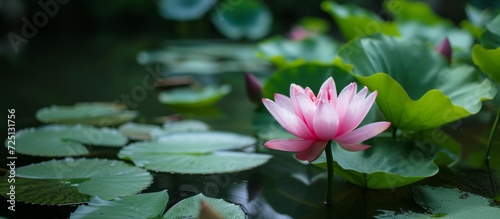 Lotus flower in a Kerala garden, blooming above water with green leaves.
