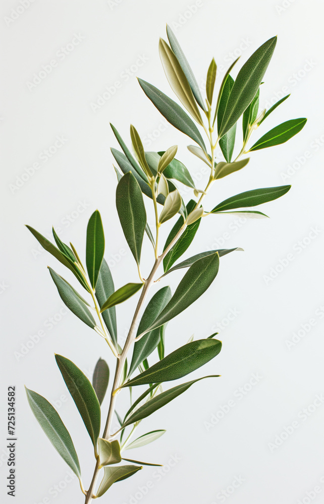 A vibrant olive branch with fresh green leaves, isolated against a white background, showcasing natural beauty and simplicity A vibrant olive branch with fresh green leaves, isolated against a white background, showcasing natural beauty and simplicity