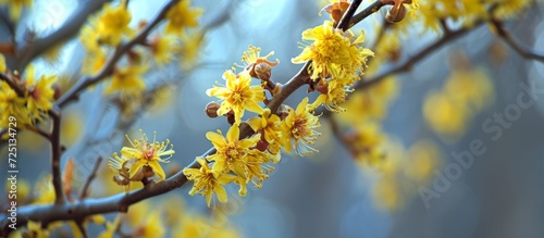 Narrow attention on a specific yellow-flowered tree named witch hazel or hamamelis.
