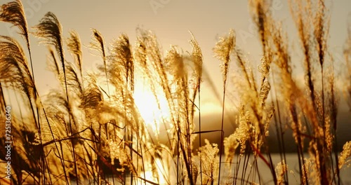 Lake, leaves or weed in the wind with sunrise, natural landscape and sunshine for plants in meadow or park. Reed grass, fresh air with land and outdoor environment, nature background and travel photo