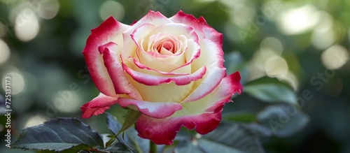 Rosa 'Nostalgie', a hybrid tea rose, flowers in July with creamy white petals and a cherry red edge in the park. It belongs to the Rosaceae family.