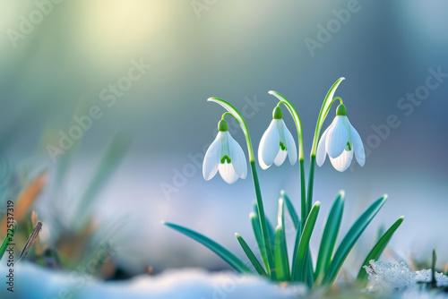 First spring flowers, wild snowdrops in the forest. Background with selective focus and copy space