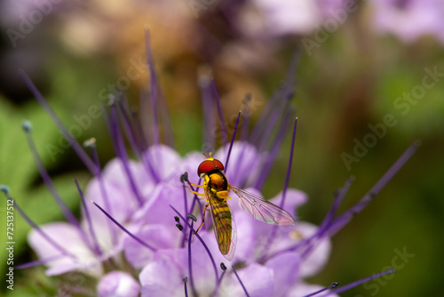 hover fly on a purple flower