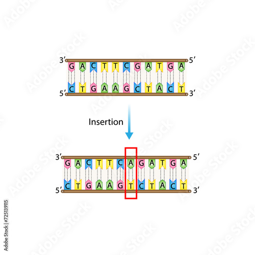 Insertion mutation, involves the addition of one or more nucleotides into a segment of DNA. Changing sequence of G and C, T and A on DNA strand. Genomics, Scientific design, Vector illustration.