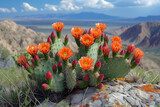 Cactus with red flowers on hills, in rich color sky style.