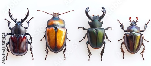 Isolated Unicorn beetle, Rhino beetle, and Horn beetle.