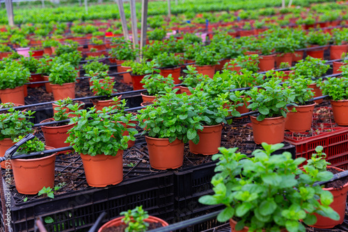 Image of a fragrant organic mint growing in pots in a greenhouse.