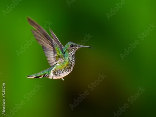 Green-crowned Brilliant in flight against green background