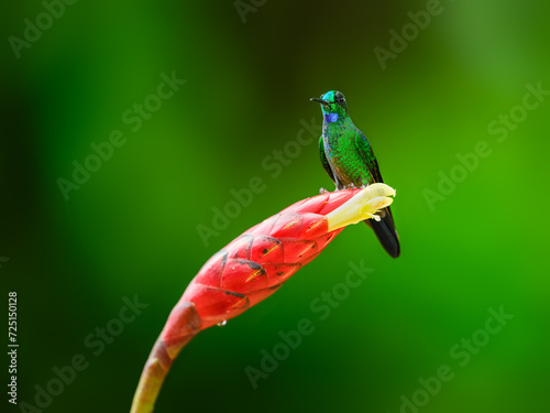 Violet-fronted Brilliant on red cane flower against green background