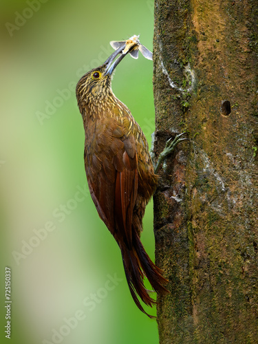 Strong-billed Woodcreeper on mossy tree trunk with a moth on green background photo