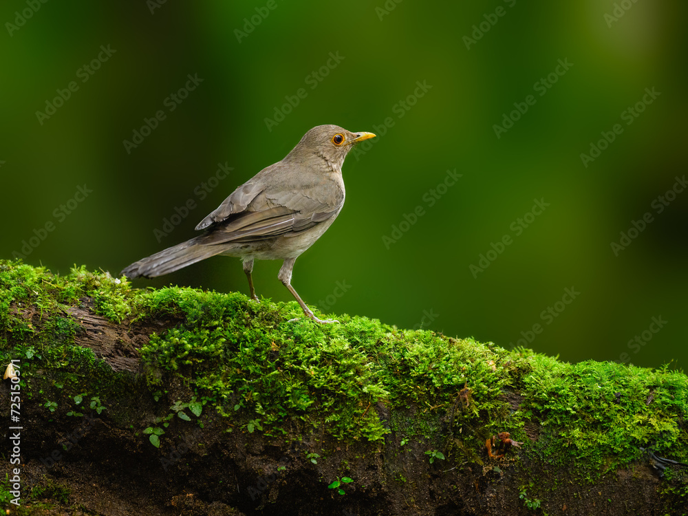Ecuadorian Thrush on mossy log on green background Ecuadorian Thrush on mossy log on green background