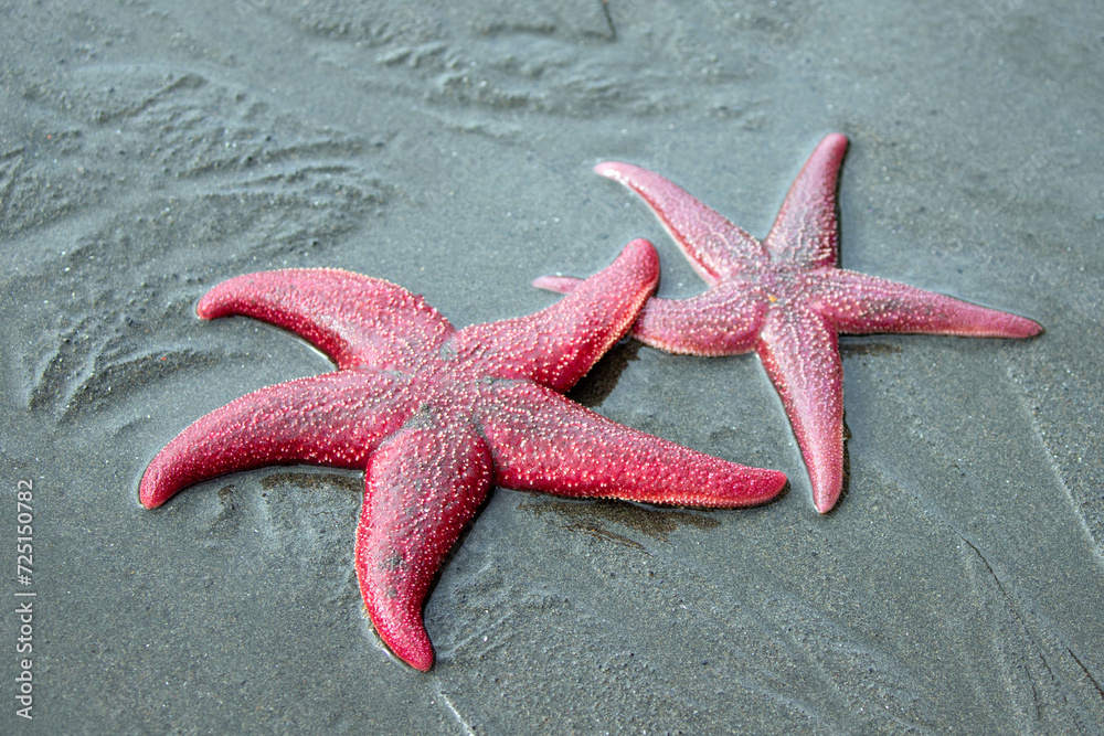 Two purple starfish on beach in Homer Spit Alaska United States Two purple starfish on beach in Homer Spit Alaska United States