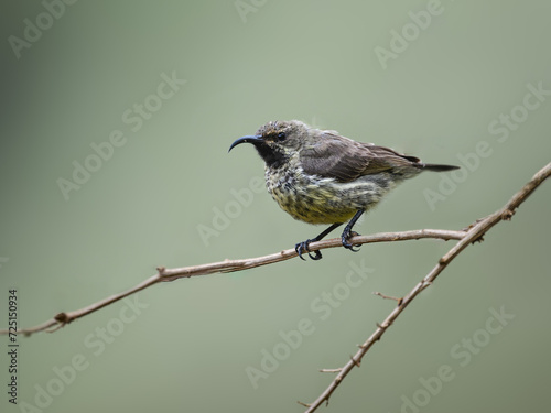 Female Scarlet-chested Sunbird on stick against green background