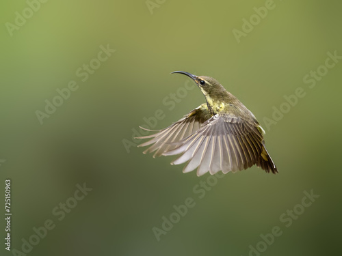 Female Scarlet-chested Sunbird in flight against green background