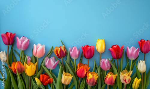 Colorful blooming tulips border banner on blue backgroundColorful blooming tulips border banner on blue background photo
