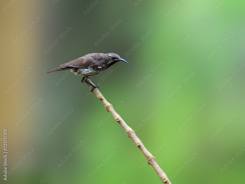 Obraz premium Female Scarlet-chested Sunbird on stick against green background