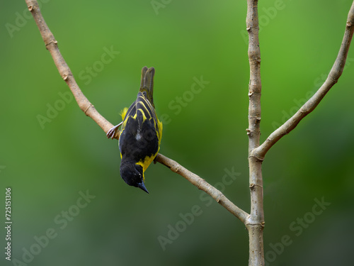 Baglafecht Weaver on branch against green background photo