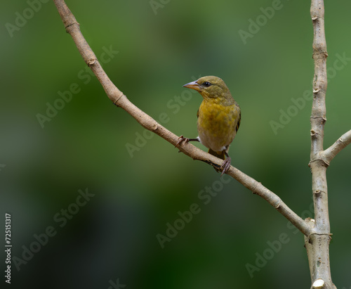 Female Vitelline Masked Weaver on branch against green background © FotoRequest