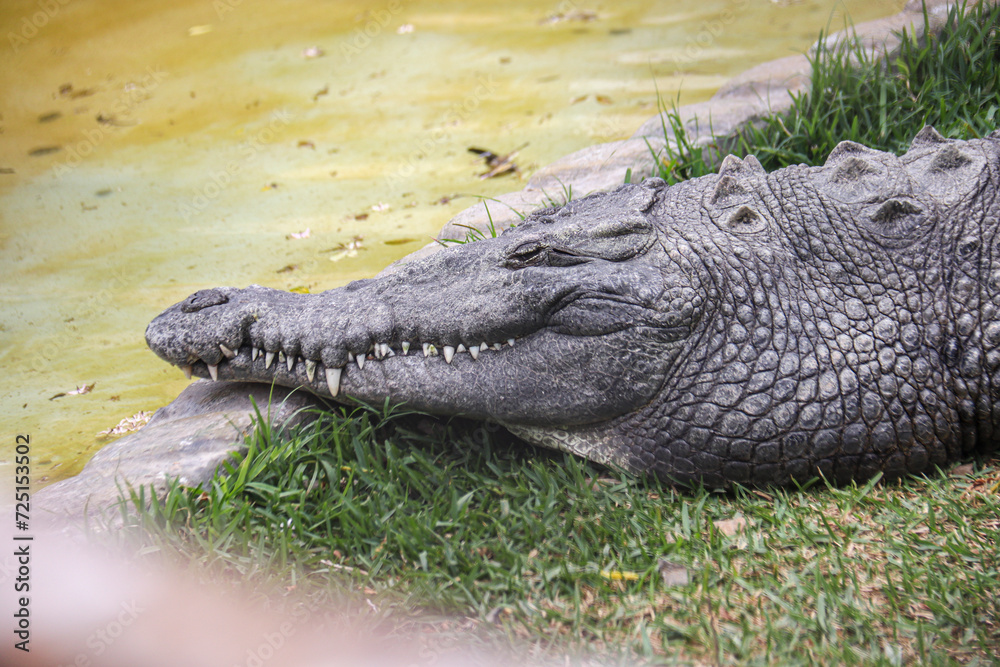 Fototapeta premium ANIMALES ZOOLOGICO