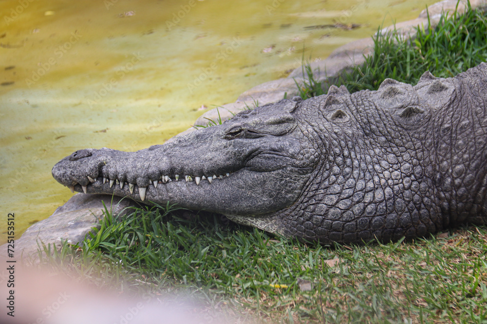 Obraz premium ANIMALES ZOOLOGICO