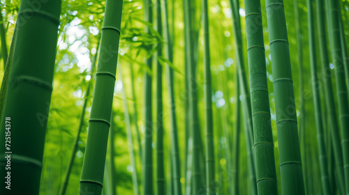Bamboo forest, tall and straight stalks, serene and zen-like green background