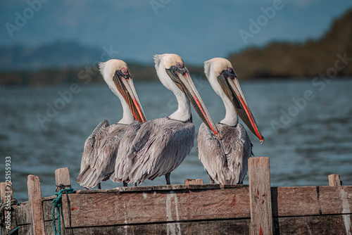 pelicans on the pier