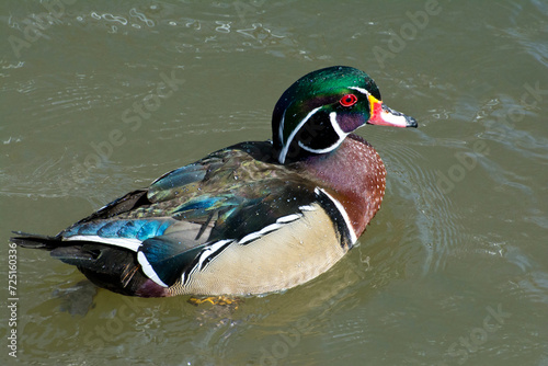 A male Wod Duck in spring.