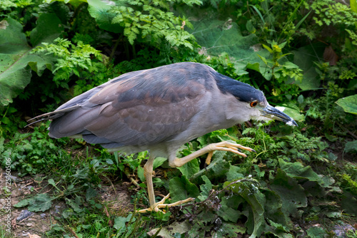 A Black-Crowned Night-Heron.