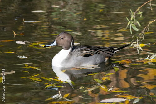 A male Northern Pintail Duck in autumn.