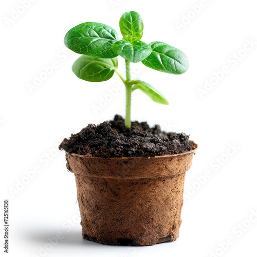 Growing young plant in a pot on white background with soil, leaves, and sprout, symbolizing nature, life, and gardening in a small environment