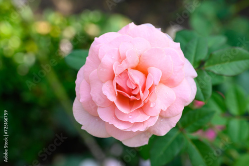 Pink rose flower blossom in the garden  Valentine s day 