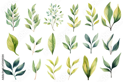 Watercolor painting.Ficus symbols on a white background. 