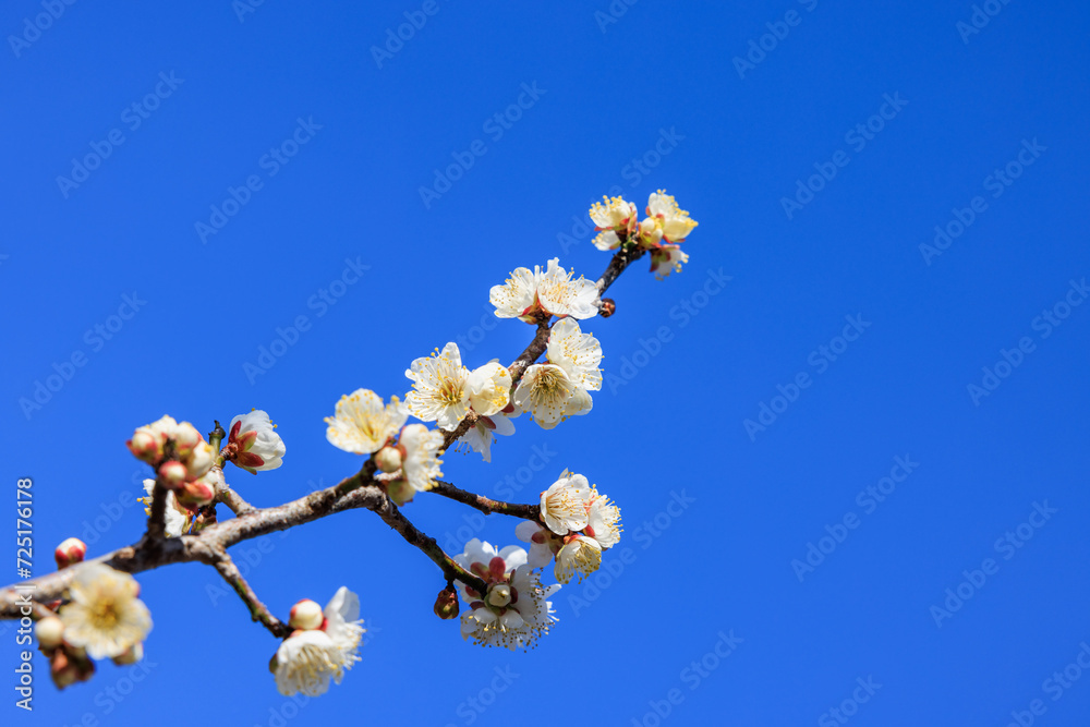 早春に咲く白梅 早春に咲く白梅