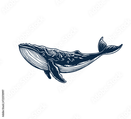 Humpback whale hand drawn illustration vector graphic