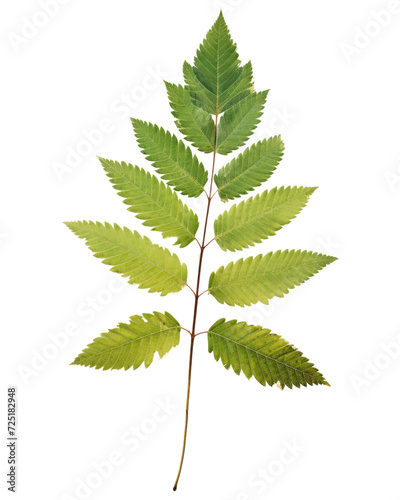 PNG Real Pressed a rowan leaf green herbs plant paper.