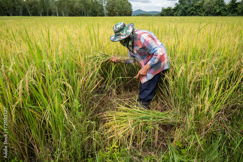 Thai farmer while harvesting rice paddy in rice field. Agriculture is a key economic driver in Thailand.