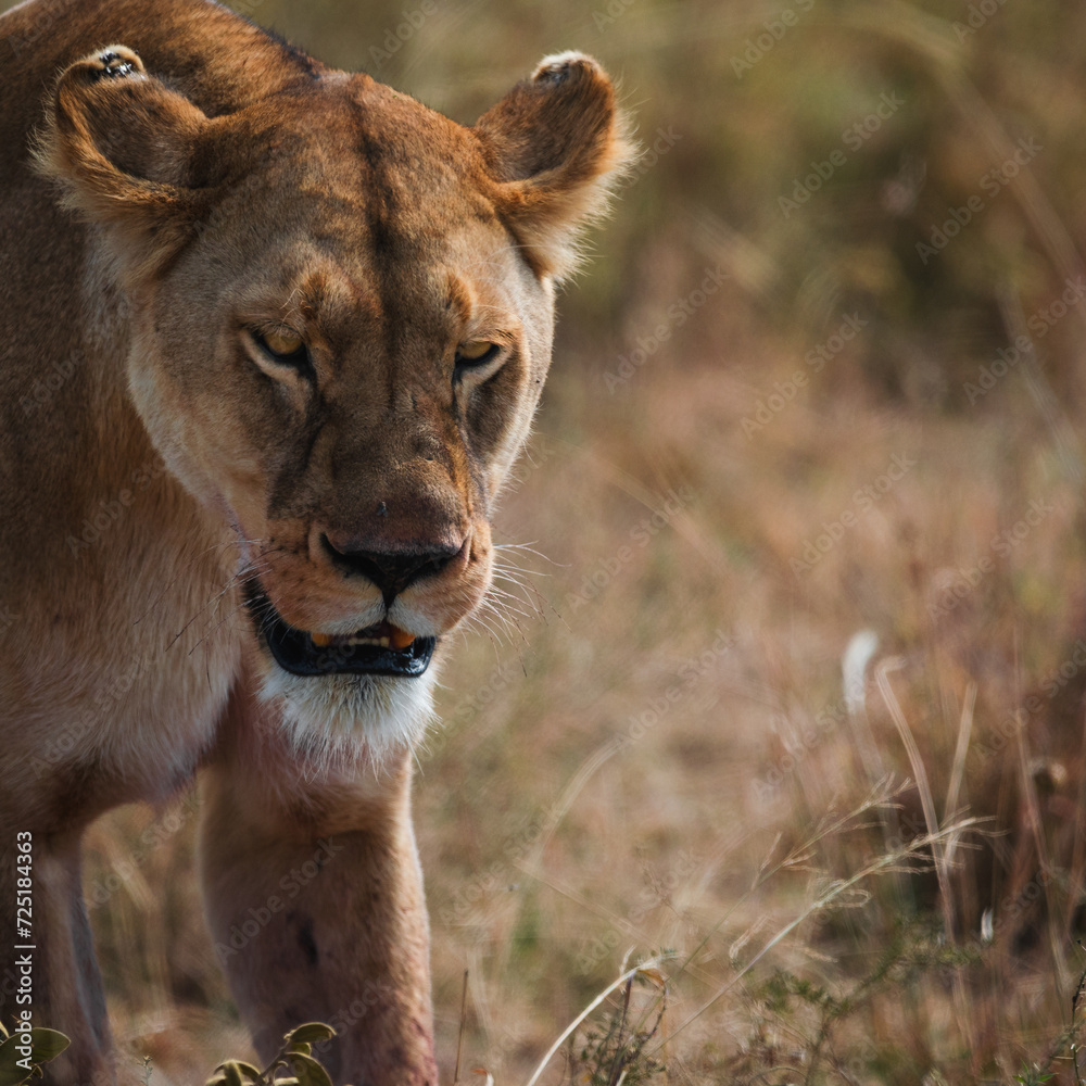 Fototapeta premium Closeup of an angry lioness walking in the savanna of Serengeti national park.