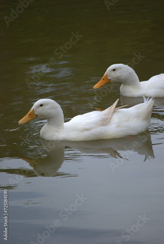 Pájaros disfrutando en el bosque, haciendo su nido.