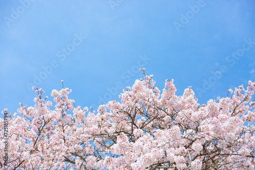 青空に咲くピンクの桜