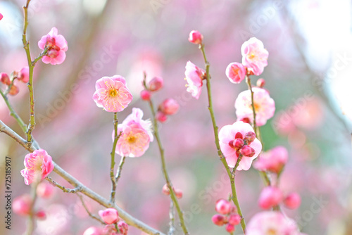 春の訪れを告げる梅の花