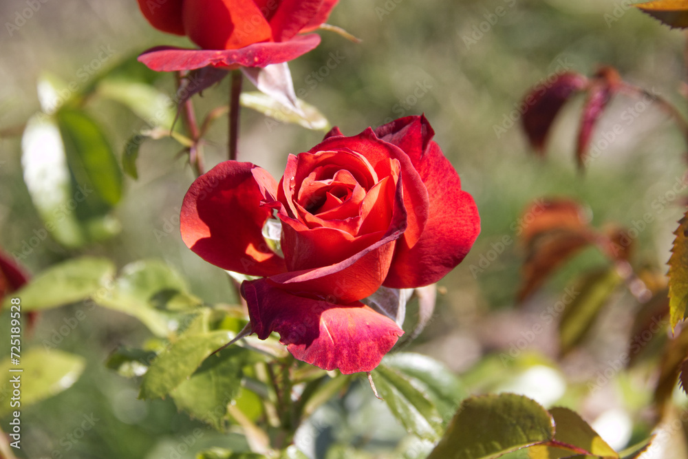 Red Rose Blooming in the Summer Red Rose Blooming in the Summer