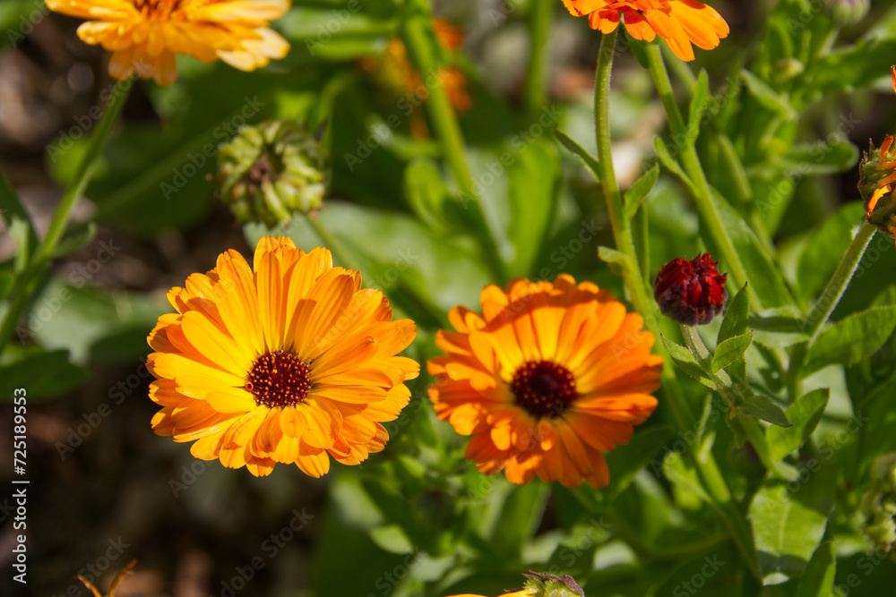 Calendula's Blooming in the Summer Calendula's Blooming in the Summer