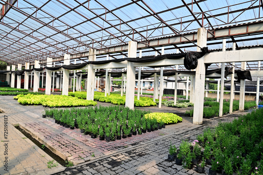 Closeup of Scenery in a greenhouse with many different kinds of trees and flowers placed in a beautiful row. Concept a place to cultivate tree seedlings and flowers in Thailand. Closeup of Scenery in a greenhouse with many different kinds of trees and flowers placed in a beautiful row. Concept a place to cultivate tree seedlings and flowers in Thailand.