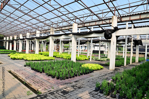 Closeup of Scenery in a greenhouse with many different kinds of trees and flowers placed in a beautiful row. Concept a place to cultivate tree seedlings and flowers in Thailand.