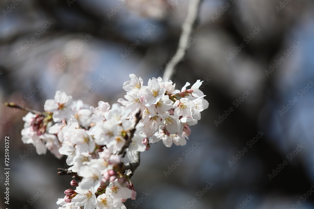 桜満開 桜満開